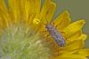 Nysius sp.